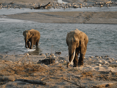 2 elephants standing near a shallow river, one closer to the riverbank and the other slightly behind, with rocks and water visible in the background.