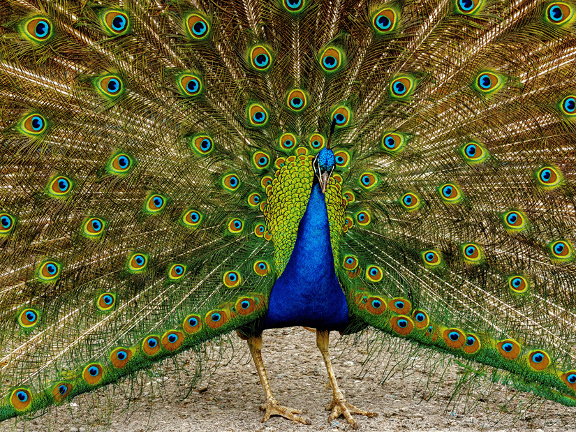 a peacock dancing with its tail unfurled