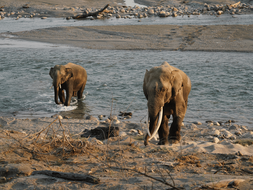 2 elephants standing near a shallow river, one closer to the riverbank and the other slightly behind, with rocks and water visible in the background.