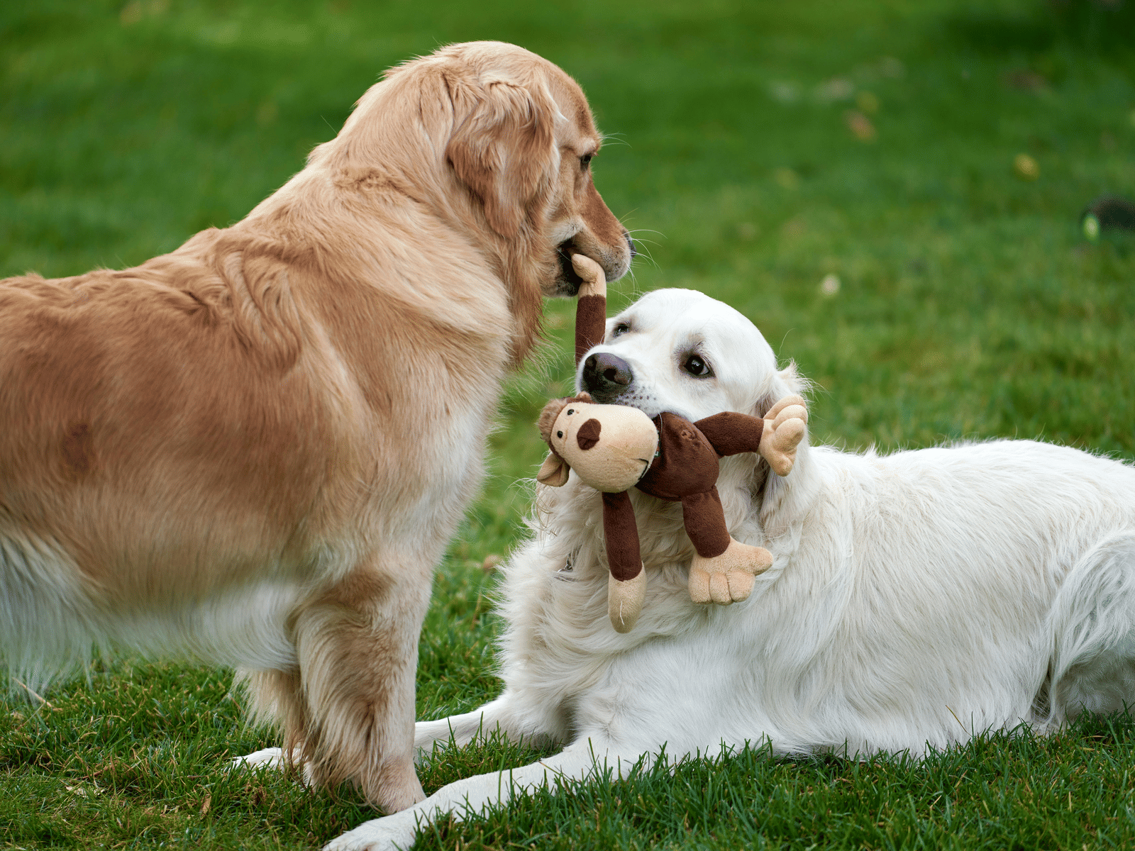 Two golden retrievers in grass, one holdings a toy in it's mouth and the other standing