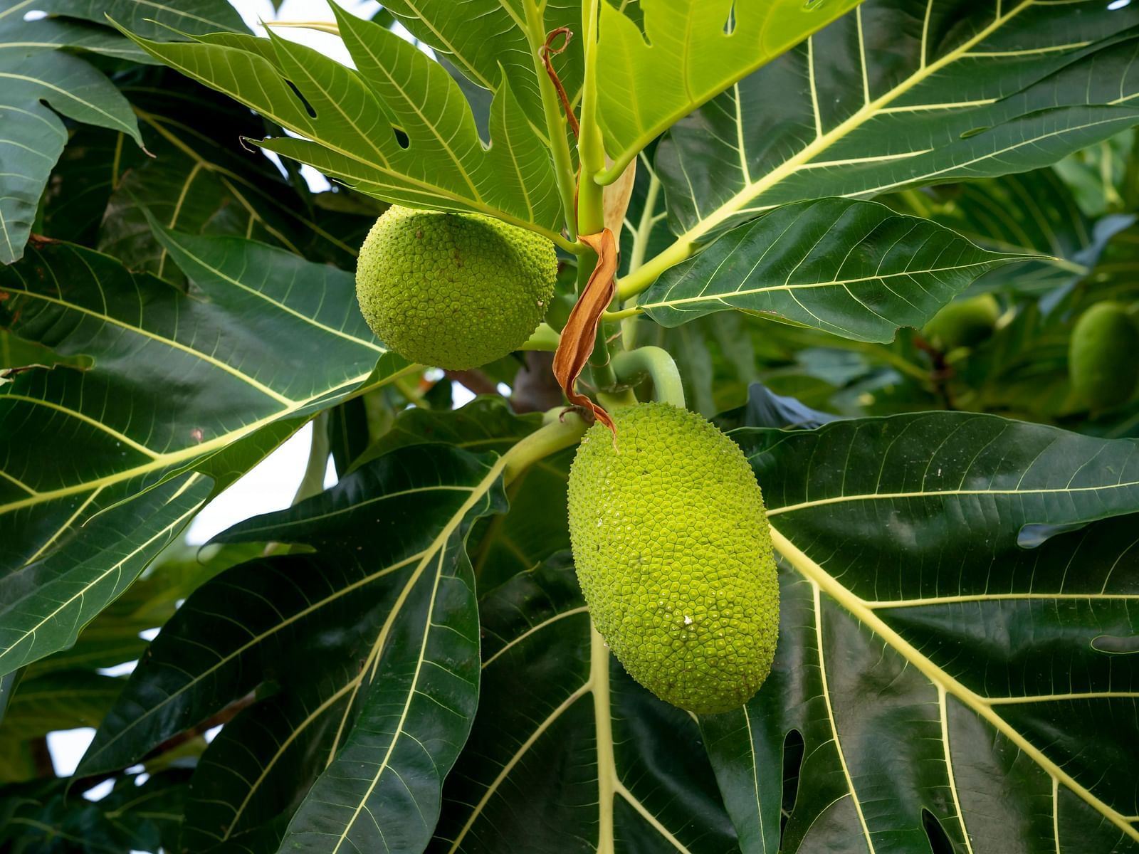 Close-up view of small jackfruits with leaves in the background.
