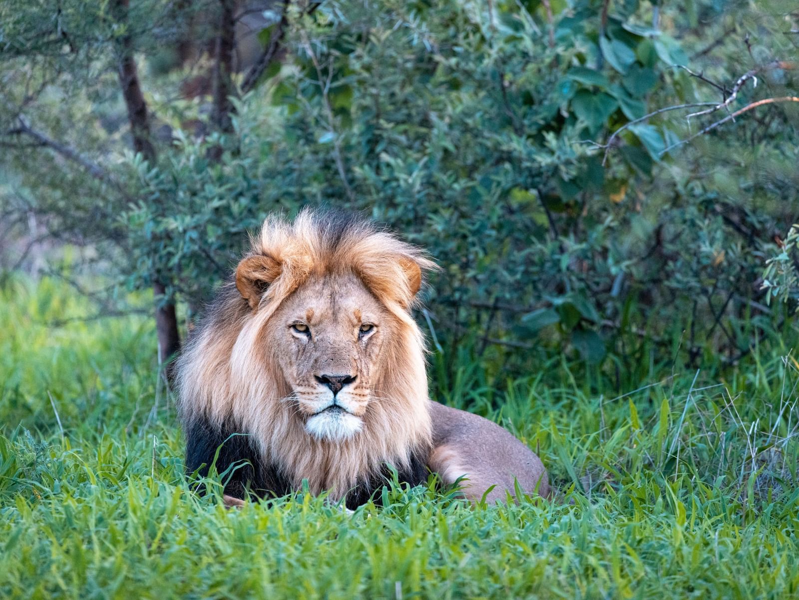 Majestic male African lion resting in green grass.
