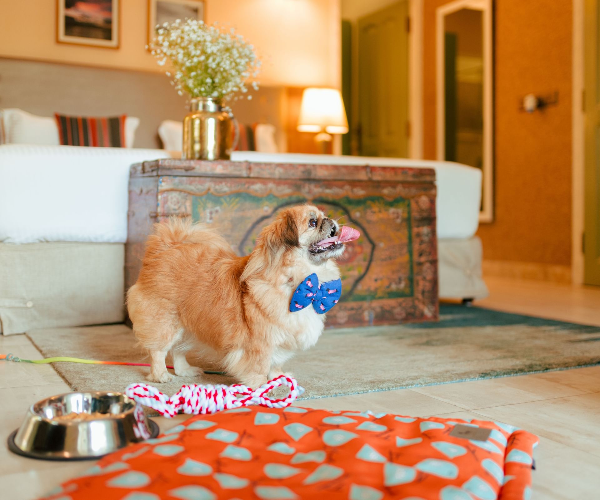 Cosy room setup with a dog enjoying pet amenities at Karma Chalets.