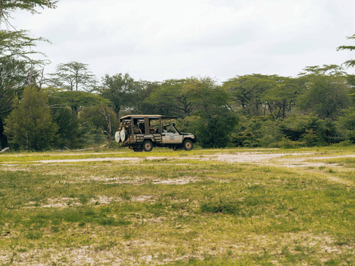 A safari going through a wildlife sanctury with travellers in it.