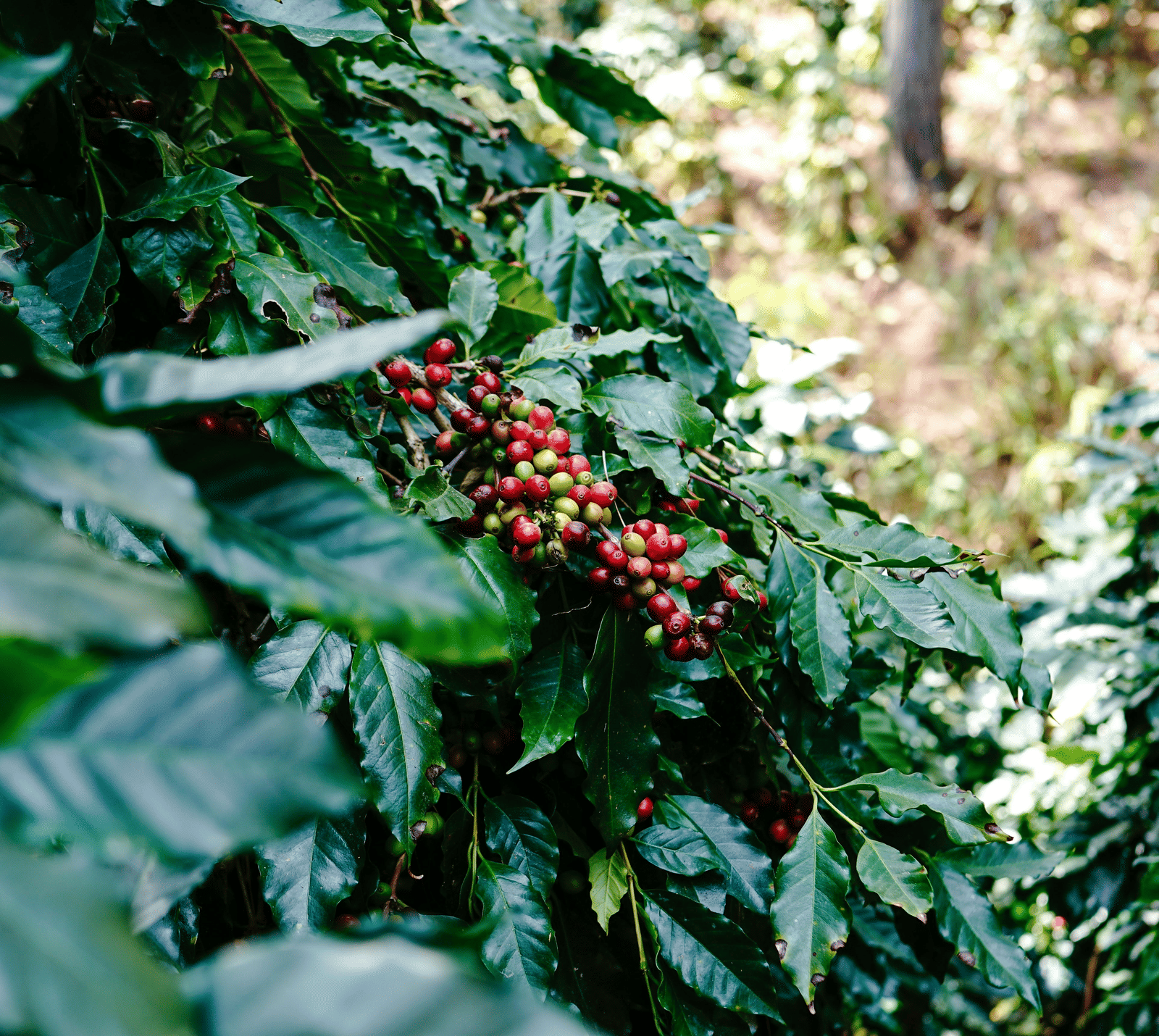 About Coorg | Woodstock Resorts, Coorg