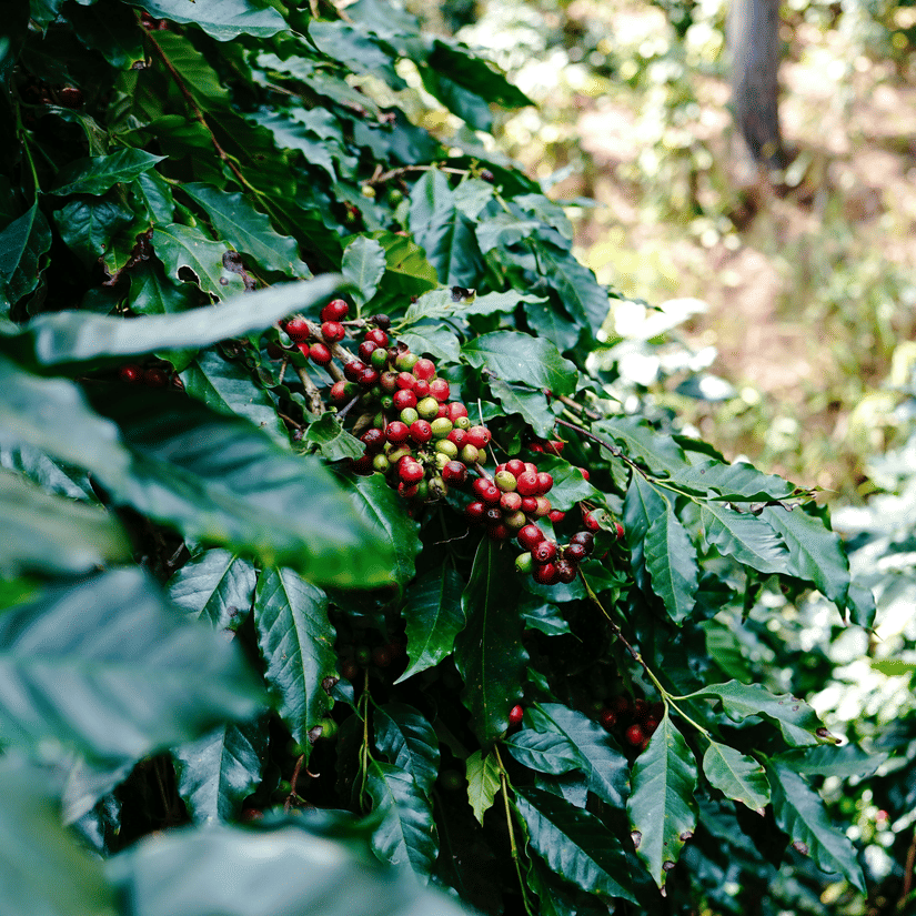 A close-up shot shows a cluster of bright red coffee berries growing on a leafy green branch in the sunlight.