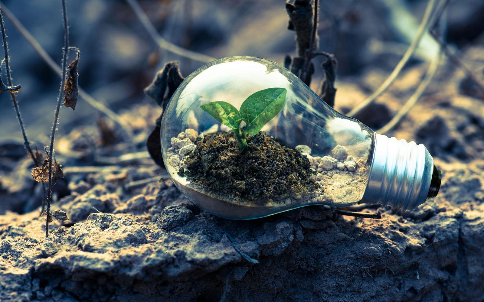 A close-up of a lightbulb lying on rough, dark ground, with a small green plant growing inside the bulb, symbolising environmental sustainability or new ideas.