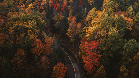 A winding road cutting through a dense forest covered in vibrant autumn foliage, with trees displaying shades of red, orange, yellow and green.