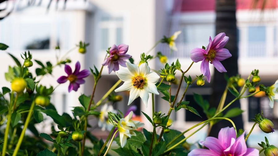 An image of various colourful flowering plants