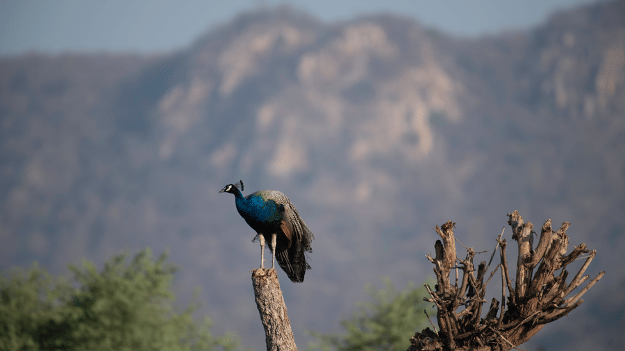 A peacock perched on a tree stump while looking away from the camera in Sariska Tiger Reserve near Utsav Camp Sariska. This tiger reserve is one of the must-visit places to visit near Delhi for 2 days.