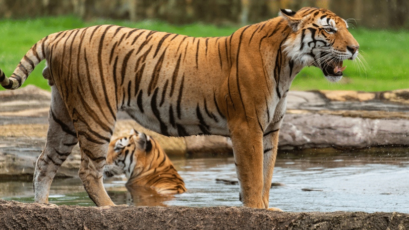 A majestic tiger stands near a body of water while a second tiger rests partially submerged in the background.