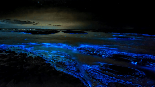Bright blue bioluminescent waves flowing over dark rocks along a shoreline at night beneath a cloudy sky.