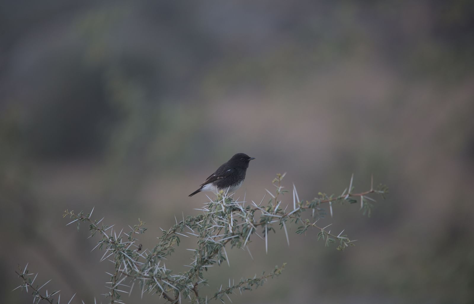A picture featuring a small bird resting on a plat in the day time