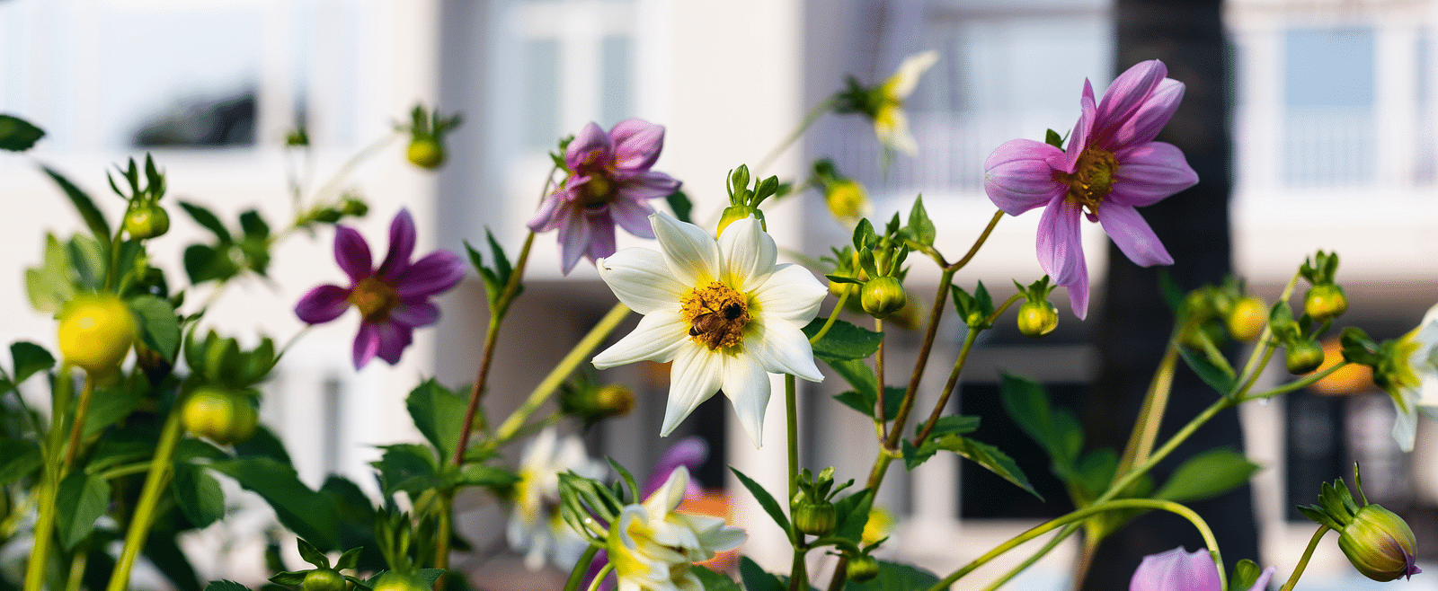 An image of various colourful flowering plants