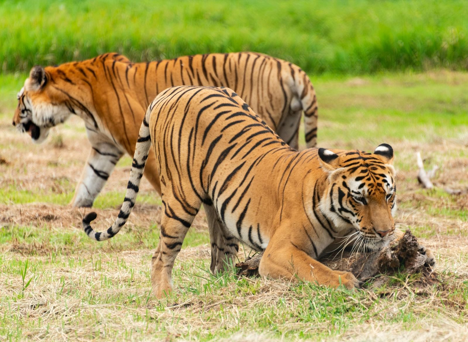 Two tigers roaming around in a grassland.