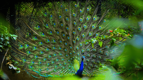 Peacock displaying vibrant plumage amid the forest surroundings of Bandipur.