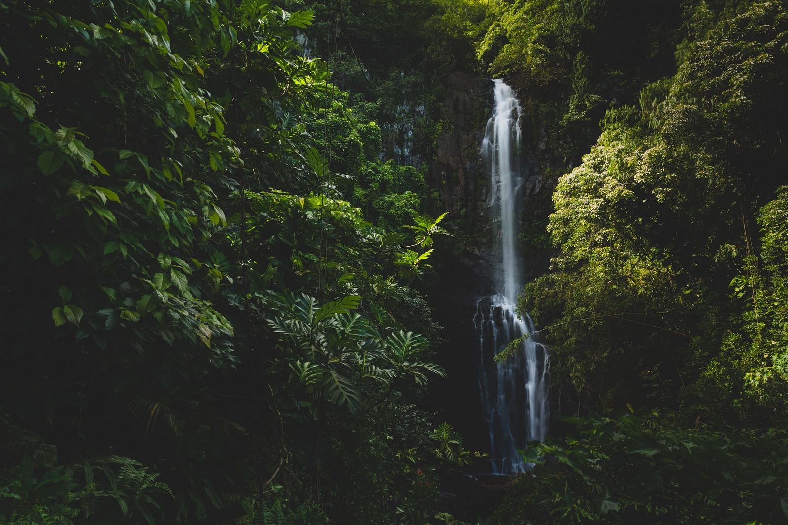 A small waterfall cascading down that is completely covered by trees.