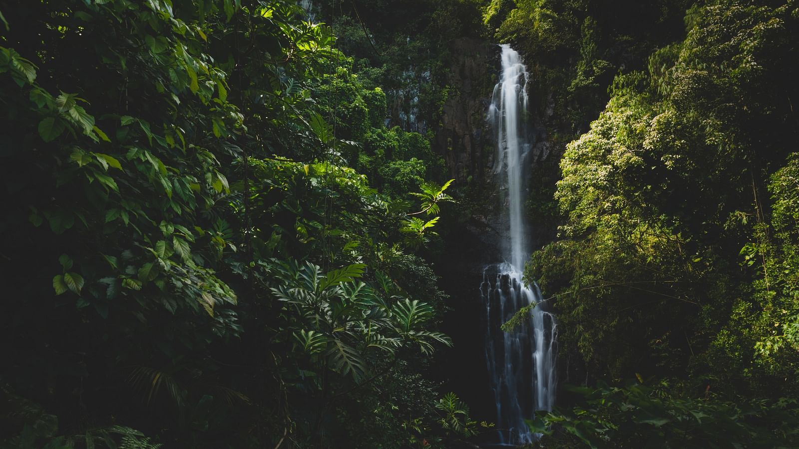 A small waterfall cascading down that is completely covered by trees