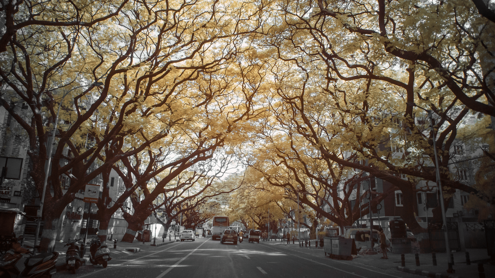 Sunlit avenue with tall trees on sides, golden light streaming through branches and scattered traffic