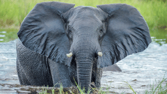 An elephant stands in a body of water, facing the camera with its large ears spread wide.