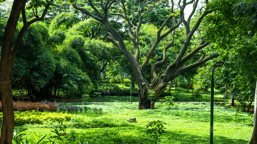 Sunlit parkland with sprawling trees, lush grass and a tranquil pond, creating a peaceful green retreat beneath a bright sky