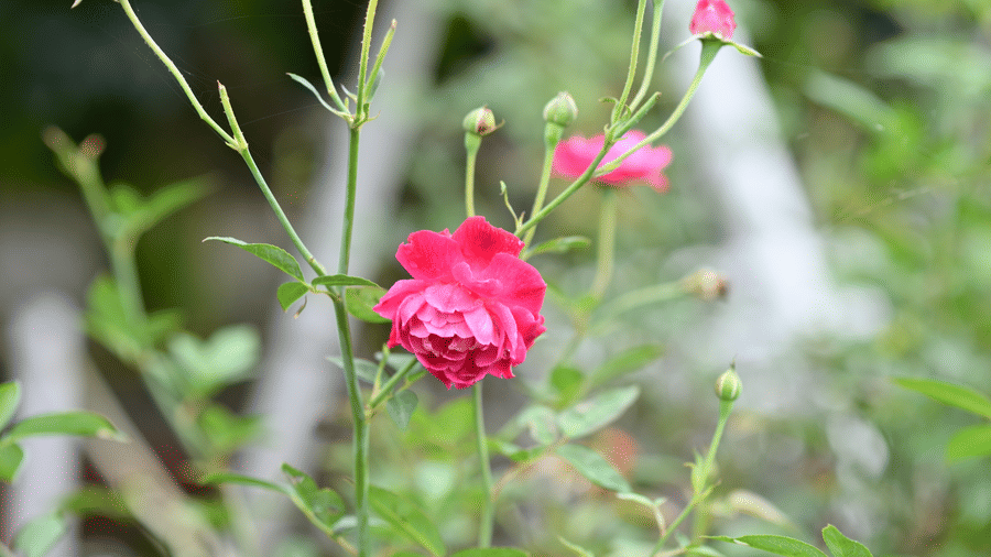 A close-up shot of a single bright pink rose blooming on a slender green stem with fresh green foliage in the background.