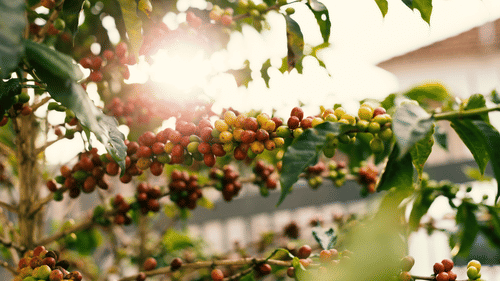 Sunlight filters through coffee plants bearing ripening red and green cherries at a lush plantation.