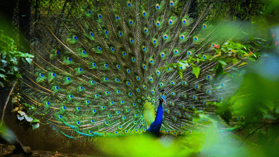 Peacock displaying vibrant plumage amid the forest surroundings of Bandipur.