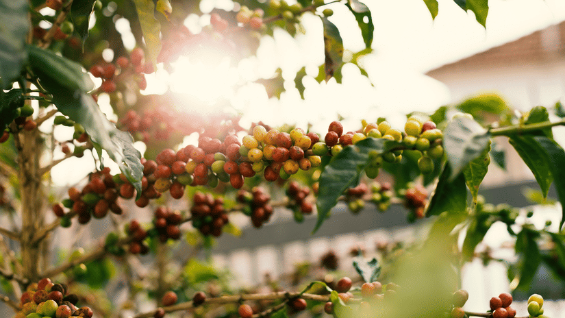 Sunlight filters through coffee plants bearing ripening red and green cherries at a lush plantation.