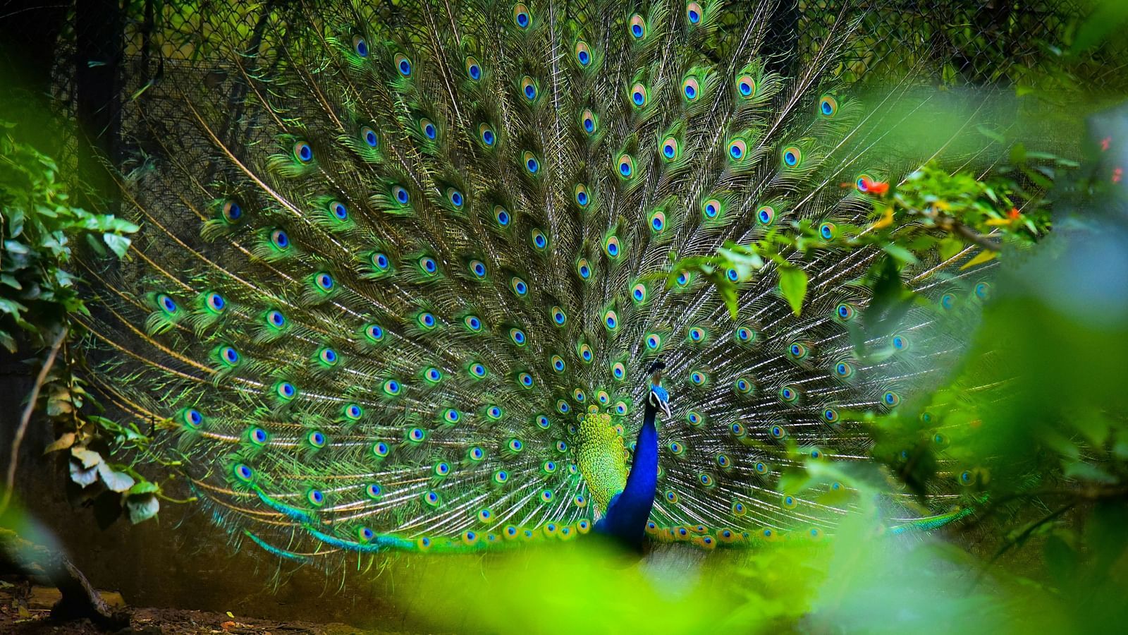 a close up shot of a peacock with its wings spread 