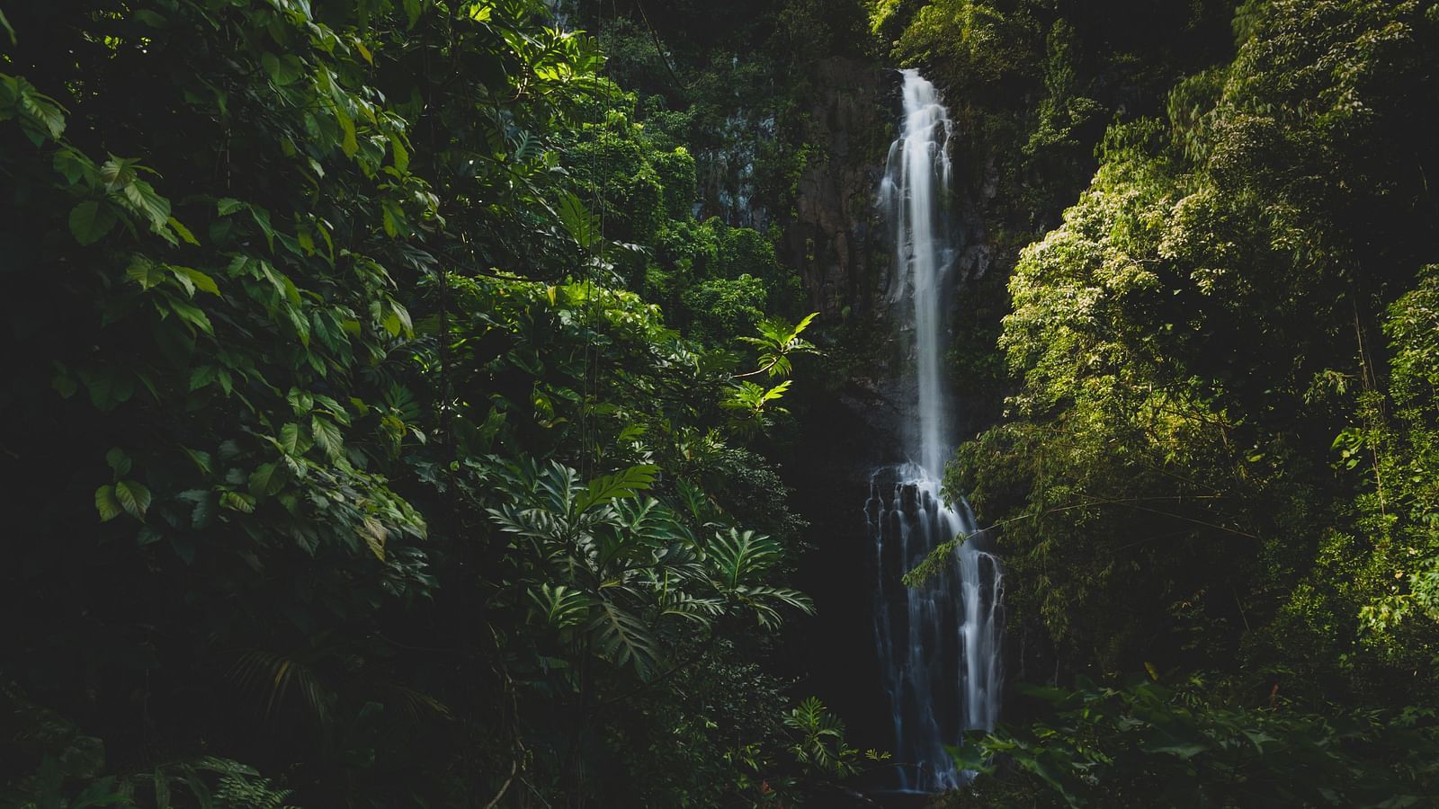 A small waterfall cascading down that is completely covered by trees.