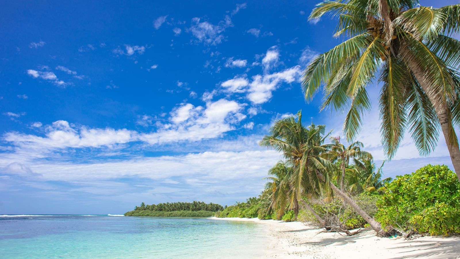 A bright coastline featuring blue waters crashing on the white sand shore with tall palm trees.