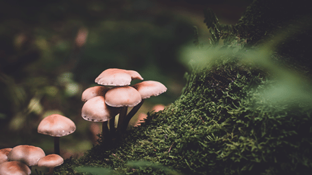 Cluster of wild mushrooms growing on a moss-covered log in a Meghalaya forest.