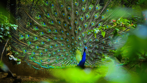 Peacock displaying vibrant plumage amid the forest surroundings of Bandipur.