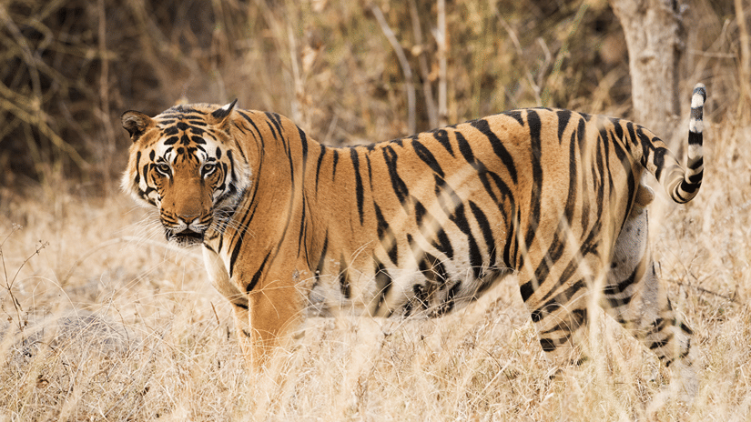 A close up of a Tiger inside the Sariska Tiger Reserve, an ideal one-day trip from Delhi by car, with dried grass around it.