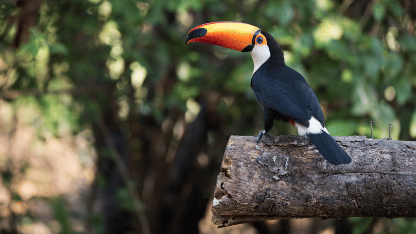 Bird watching  Stone Wood Premier Dandeli