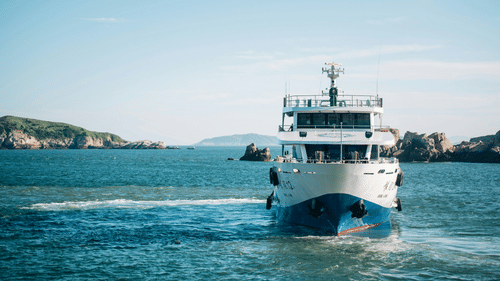 A white and blue cruise in a water body during daytime