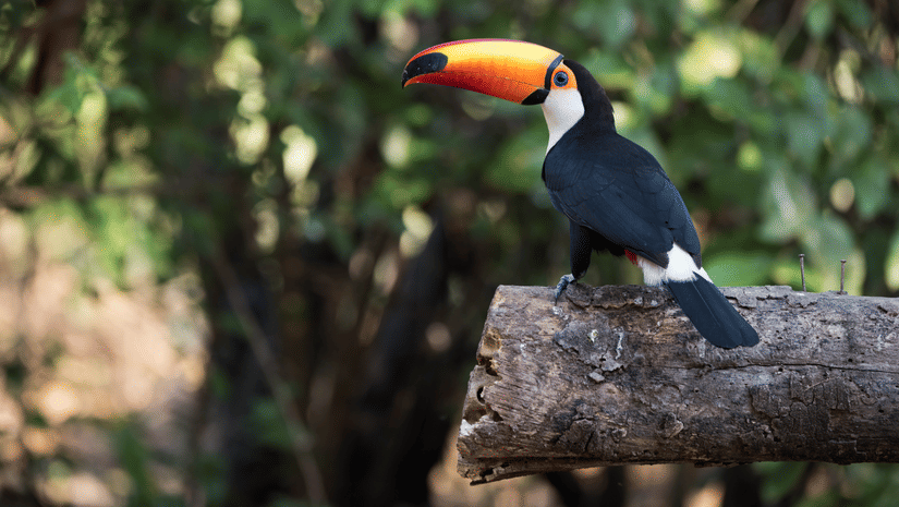 Bird watching  Stone Wood Premier Dandeli
