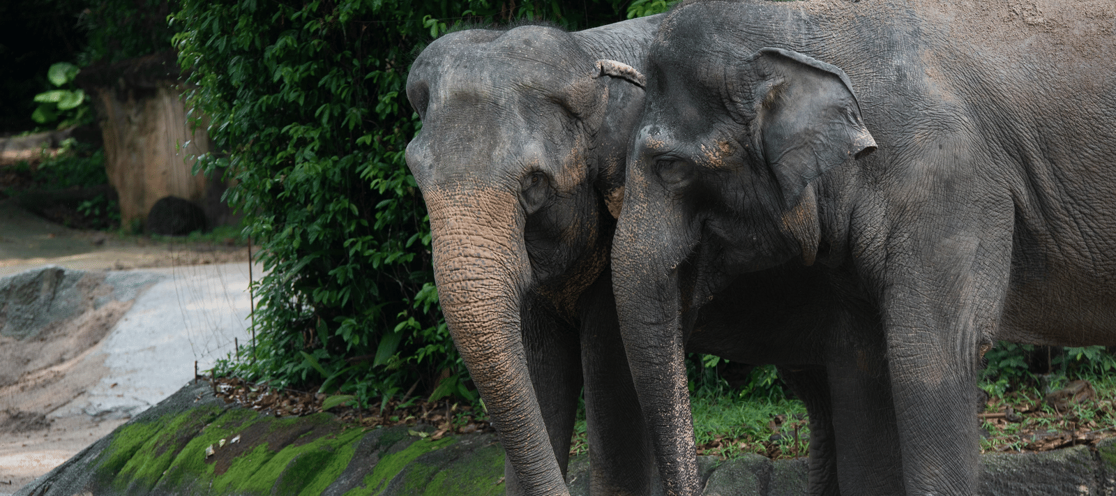 2 elephants standing beside a forest pathway bordered by dense greenery, with damp stone steps leading quietly into woodland shade