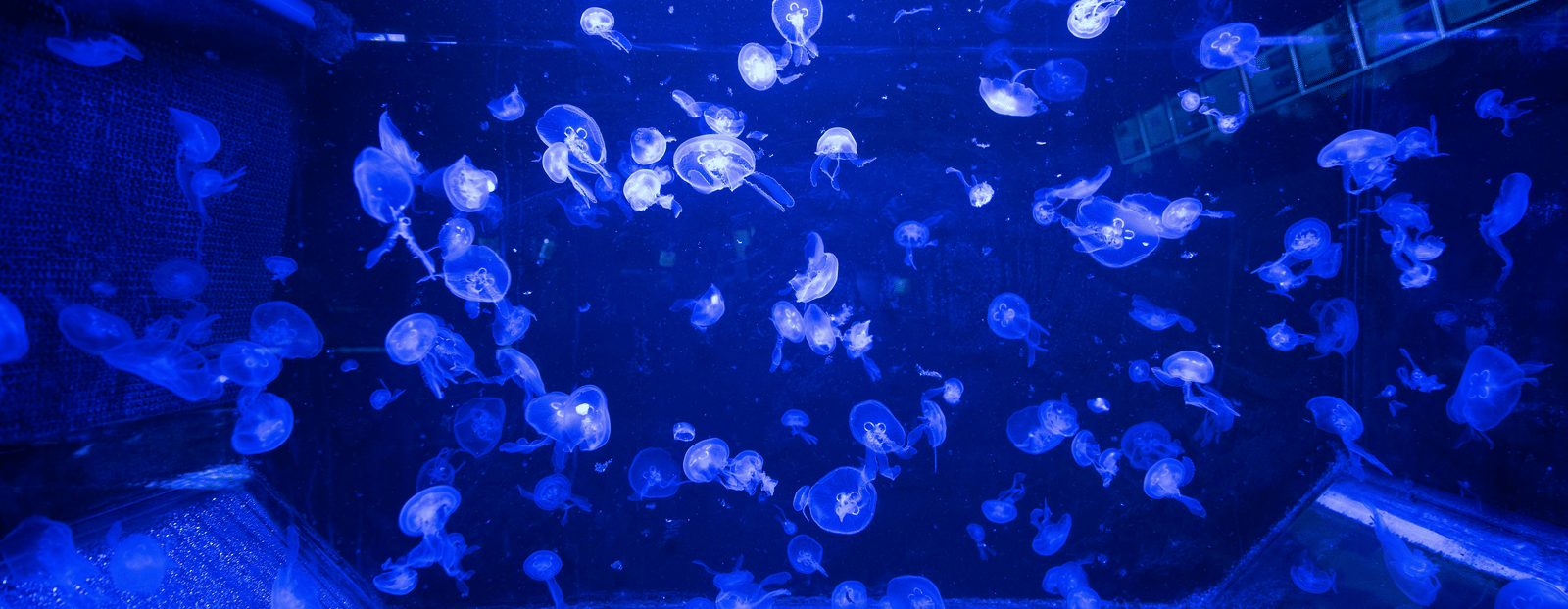 A dark blue aquarium tank is filled with numerous illuminated jellyfish gracefully swimming | National Oceanographic museum Nha Trang