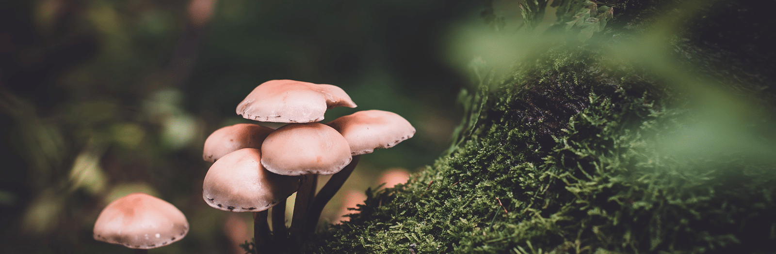 Cluster of wild mushrooms growing on a moss-covered log in a Meghalaya forest.