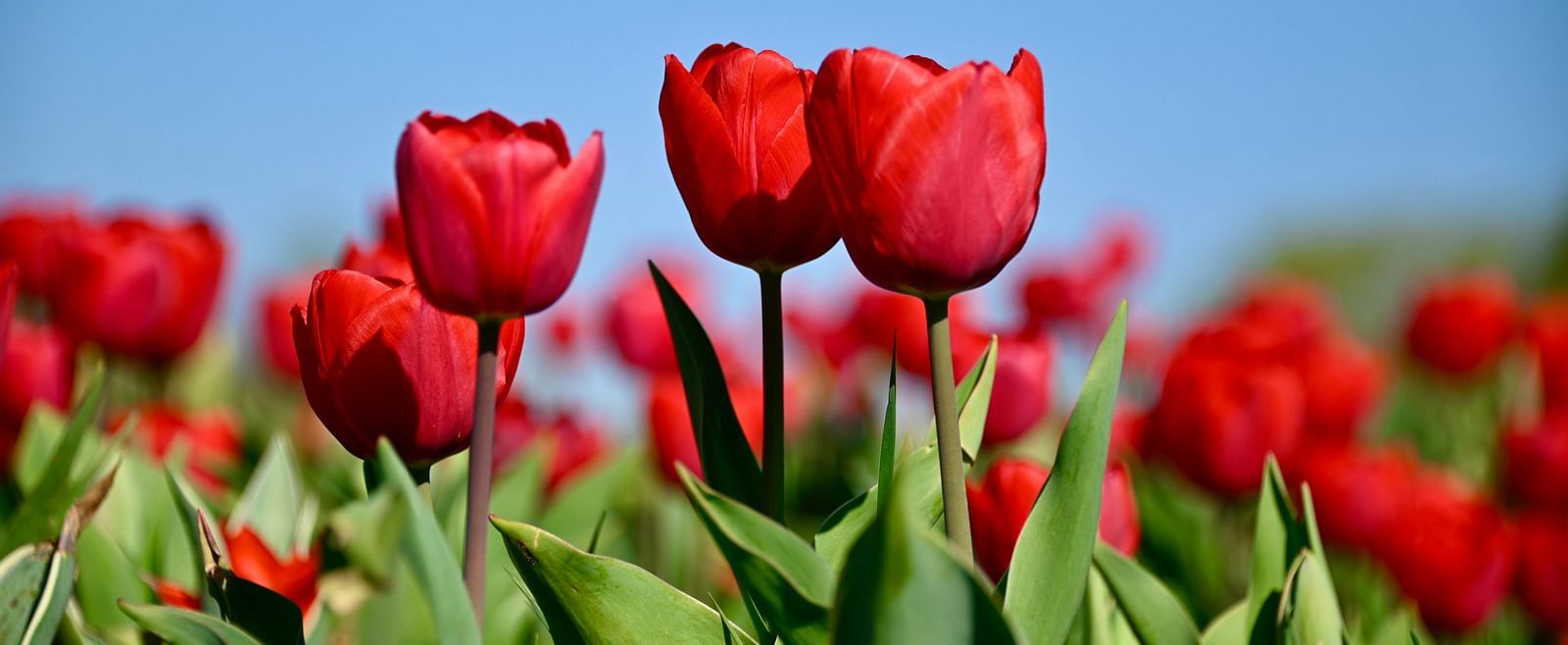 Bright red tulips in full bloom under a clear blue sky.