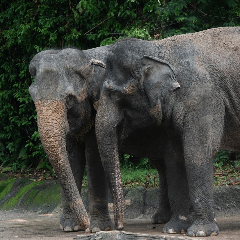2 Asian elephants standing within dense forest surroundings in soft natural daylight
