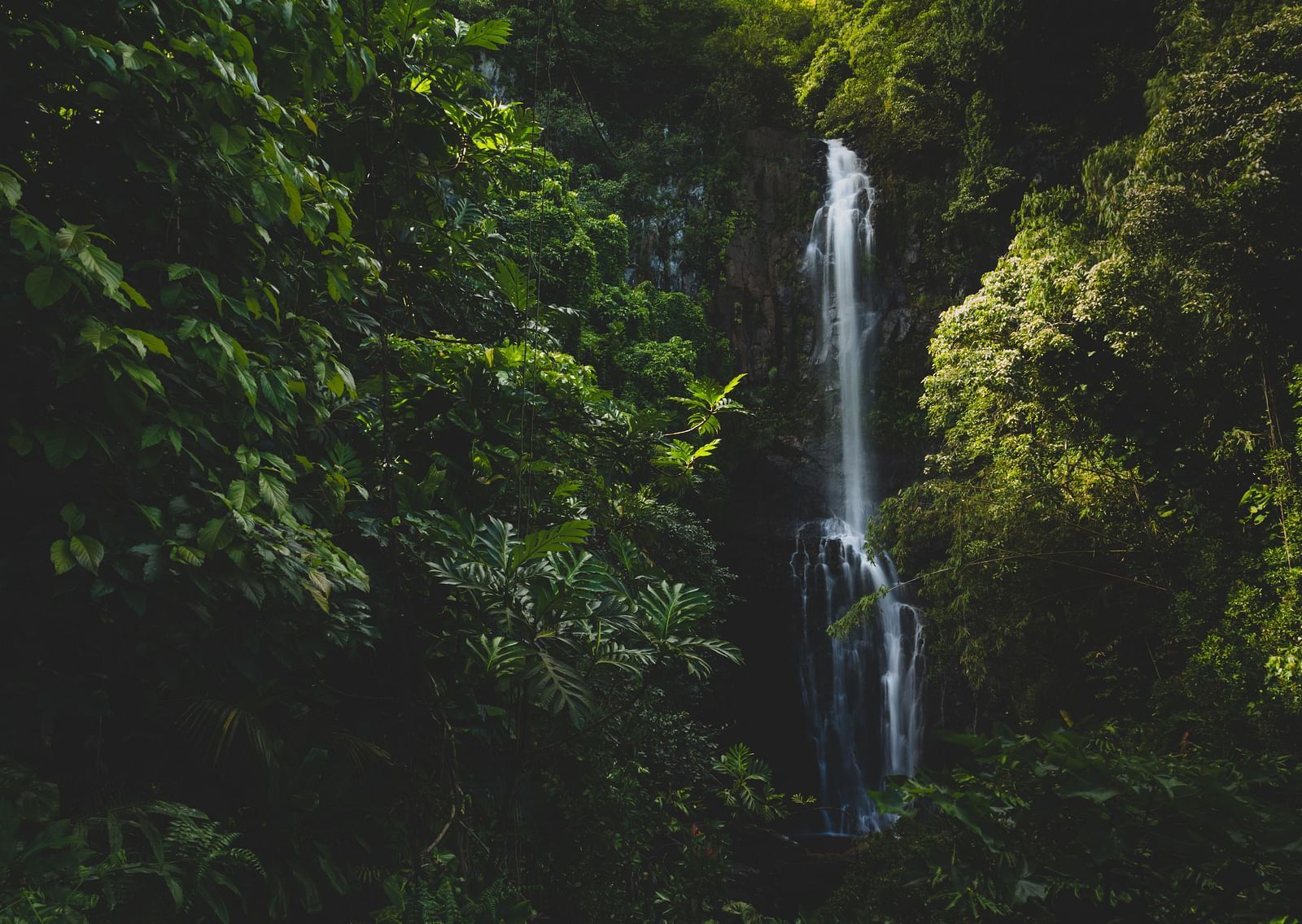 A small waterfall cascading down that is completely covered by trees