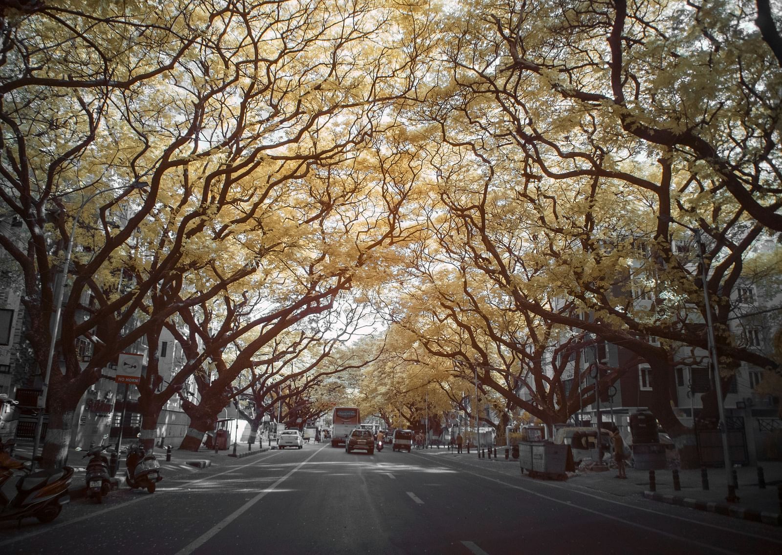 An overview of a street in Chennai with tree covering the entire road.