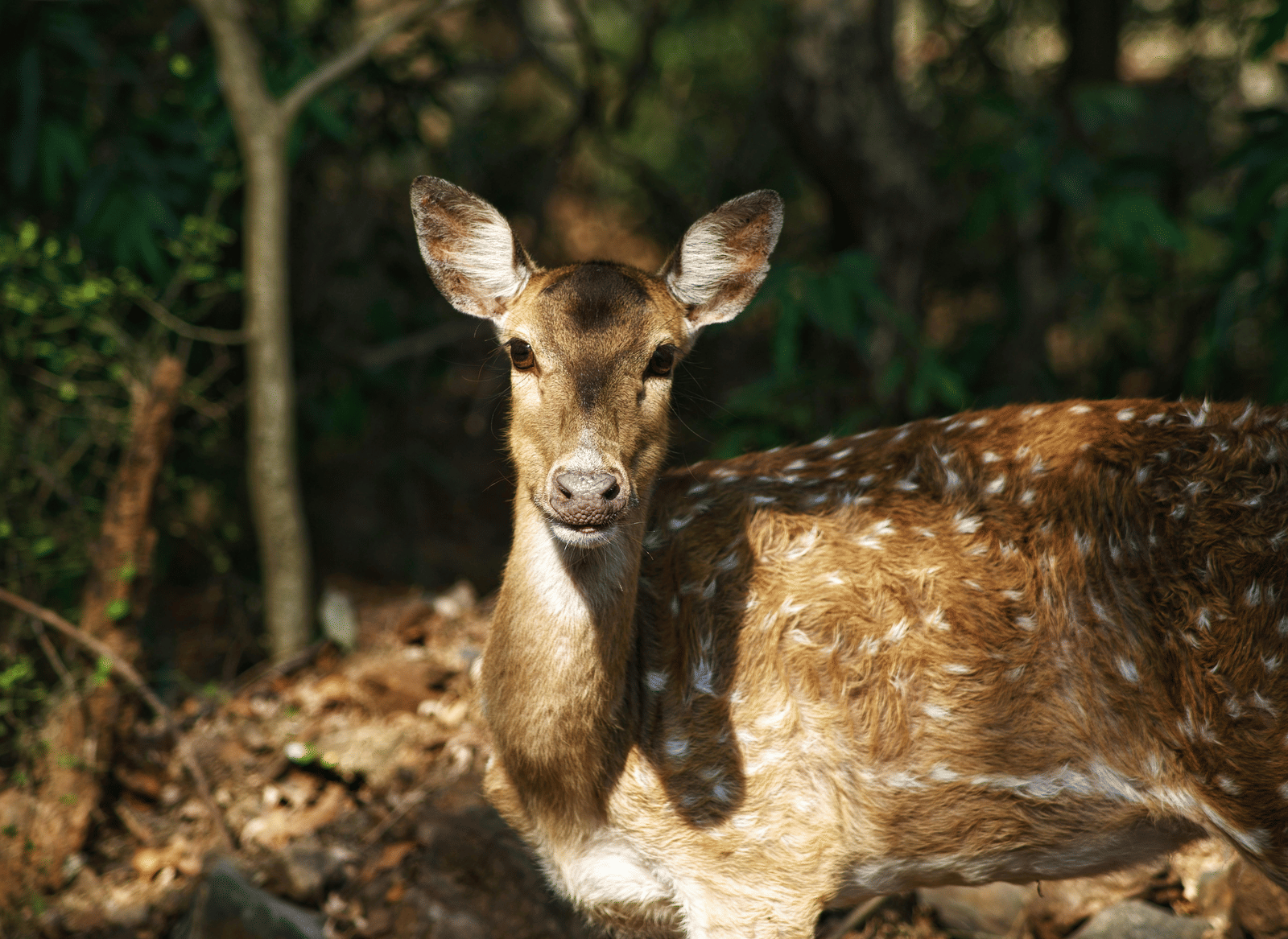 pexels-dipankar-layek-3819081-6753511