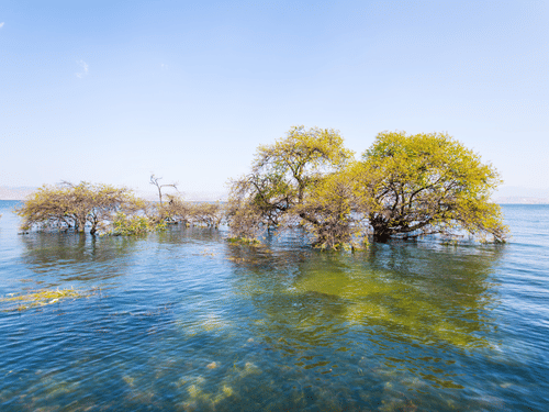 Trees growing in shallow water near a shoreline with clear water and sky visible in the background.