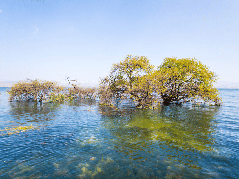 Trees growing in shallow water near a shoreline with clear water and sky visible in the background.