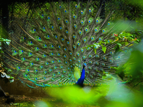 Peacock displaying vibrant plumage amid the forest surroundings of Bandipur.