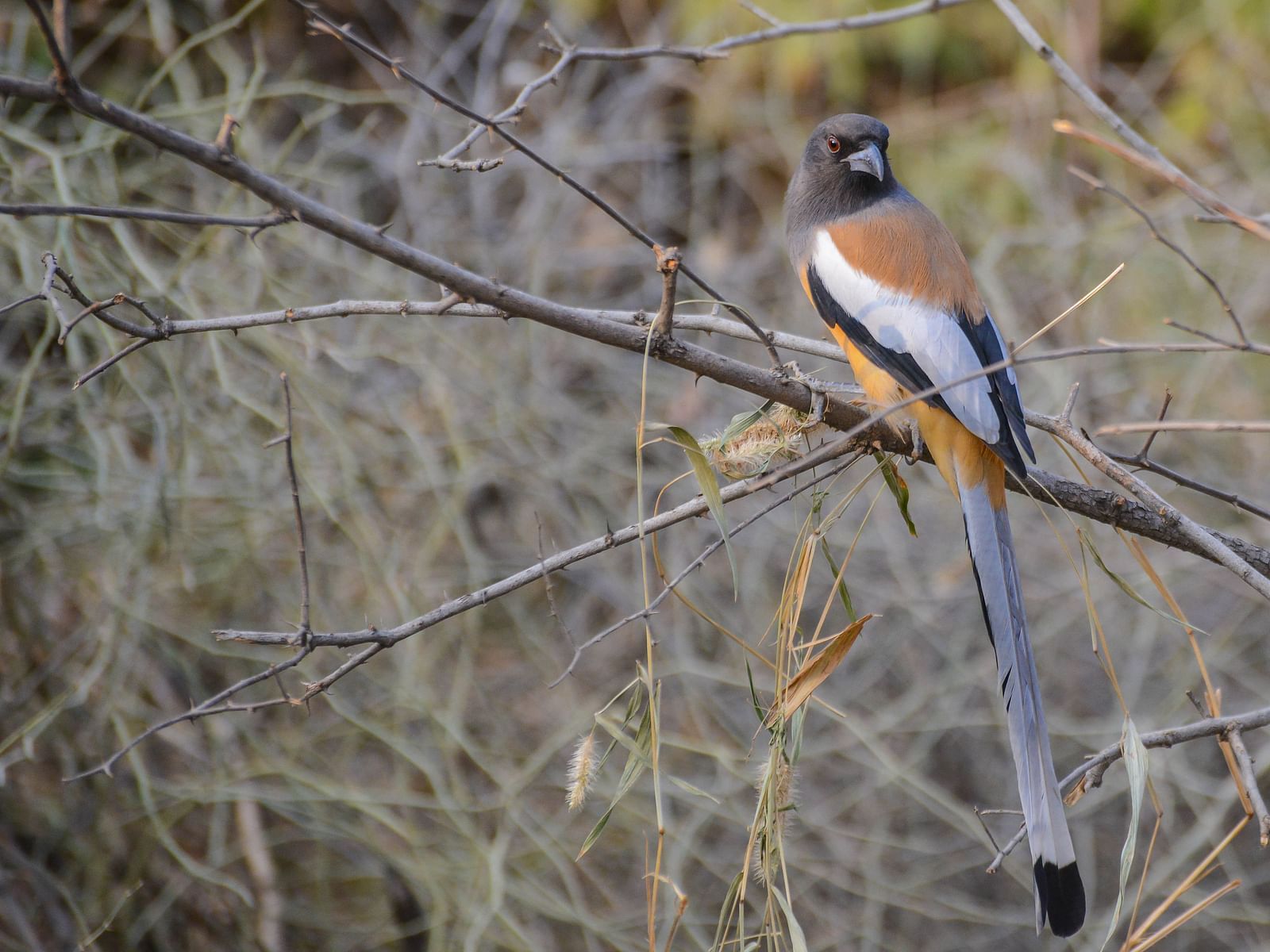 Picture of a Rufous Treepie bird resting on a plant